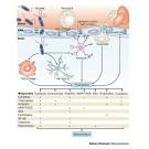 Figure 5 : Pathogenesis of bacterial meningitis: from bacteraemia ...