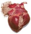 Heartworm - How One Mosquito Bite Can Kill Your Pet