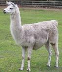 Twisted Root Burger Co. | Llama