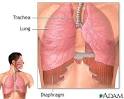 <b>Diaphragm</b> and lungs: