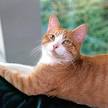 Domestic Shorthair Information, Pictures of Domestic Shorthairs ...