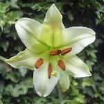 File:Lilium brownii flora frontal.jpg - Wikimedia Commons