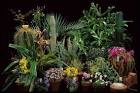 The Garden of Eaden: PLANTS
