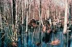 Wetland upland wood swamp - via Daymix