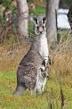 Kangaroo - New World Encyclopedia