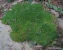 HowStuffWorks "Irish Moss: A Profile of a Rock Garden Flower"