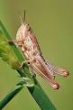 Grasshopper - Wikipedia, the free encyclopedia