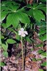 File:<b>Podophyllum peltatum</b>.jpg