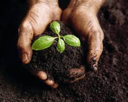 compost