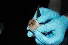 Biologist holding a gray bat - via Daymix