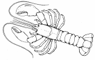 Lobster coloring page