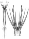 Batoteuthis skolops