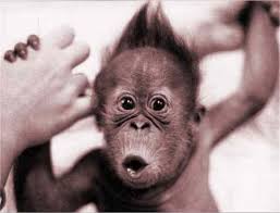 images?q=tbn:ANd9GcT4ZfJxiMYamaRrQaLXbtfRtR5wKLr5LJ_pKCNBA75QhoQxSq1M6qUeyLNf