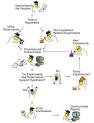 of the scientific method.