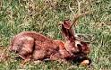 The Jackalopes of Wyoming - Myth or Reality?