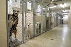 Cats and Dogs Naturally: The Ins and Out of Animal Shelters - They ...