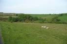 More sheep checking up on us. On the horizon is the B4519 across the area, - via Daymix