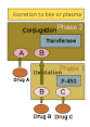 220px-Hepatic_drug_metabolism. ...