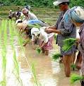  กระทรวงเกษตรฯวางนโยบายภาคเกษตร ยกระดับคุณภาพชีวิตเกษตรกร สร้างรายได้ให้แผ่นดิน