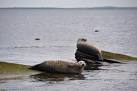 HY6236 : Its a Hard Life! near to Stove, Orkney Islands, Great Britain - via Daymix