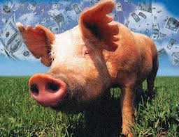 pig