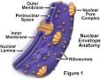 The <b>Nuclear Envelope</b>