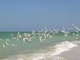 Captiva Island - Wikipedia, the free encyclopedia