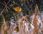 yellow warbler wallpaper, an interview with the master of modern ...