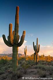 external image images?q=tbn:ANd9GcT5OqhUiLjxd4YM-9ksF18vmwpVE3YhSAXpy8xmwGyZaALRDj_KxA