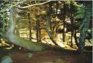 They would make a great 'natural' playpark as the trees are tangled, - via Daymix