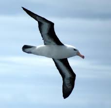 7B-Albatross bird*418 Images?q=tbn:ANd9GcT5P_QrH91cyg1u4zFABxPPyUoTfRp9_zweQiQsgQWywo8N0ds&t=1&usg=__yQ1s0qJK29AHIf-g2aSB50EZ0C4=