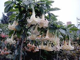 Monika Gottschalk and her Brugmansia