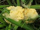 mass, the fruiting body of - via Daymix