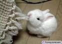 very cute rabbit