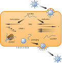 The Science Creative Quarterly » VIRAL INFECTION