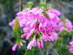 File:Erica - Fynbos - OlifantsOog Western Cape SA.JPG - Wikimedia ...