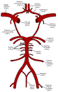 <b>Middle cerebral artery</b>