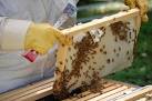 New law makes beekeeping all the buzz in Minneapolis | Minnesota ...
