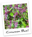 Love Your Basil: Cinnamon Basil