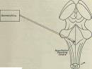 Apomorphine