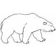 Polar Bear coloring page