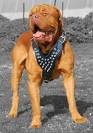 Dogue De Bordeaux Spiked Dog Harness-French mastiff dog harness ...