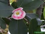 <b>Clusiaceae</b>; ClusiÃ¡ceas