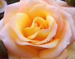 external image images?q=tbn:ANd9GcT6FaE7-SMcYmelWeiJ2V-F3MgFniWzzYSk5LbBk6m18CdvUDTIPQ