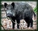 Le Sanglier corse