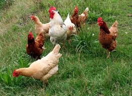 el gallinero online