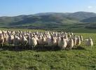 North of England Mules. Looking SE from the top of Thirlestane Hull into the - via Daymix