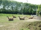 Llamas, Chester Zoo - via Daymix