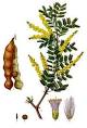 Gum arabic - Wikipedia, the free encyclopedia