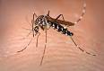 Another alarming climate myth bites the dust – mosquito borne ...